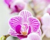 Pink flower photo, Orchid, Dendrobium, white, Floral photography, Botanical art, 8x10, Fuchsia, Macro photo, purple, oriental home decor