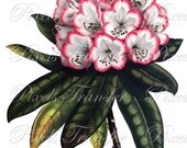 RHODODENDRON Image Transfer, Large Digital Image, pink flower vintage botanical illustration 038