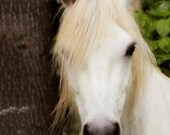 Horse Print, White Pony Photo, Animal Photography, Horse Decor 5x7 or 8x10
