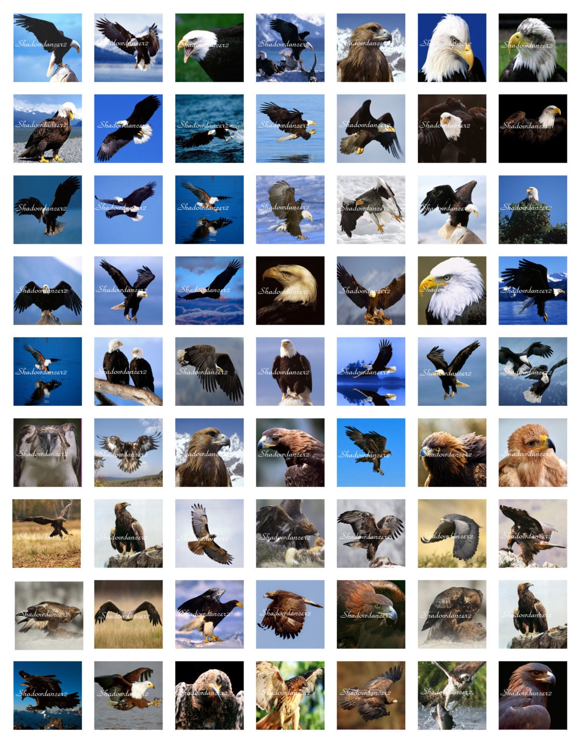 Eagles Printable Digital Collage Sheet Images 1x1 inches