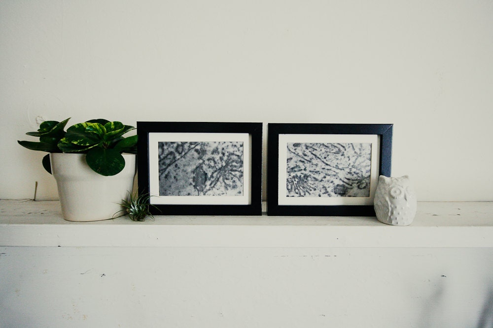 Vintage Science Original Microscope Print - Set of two 5x7