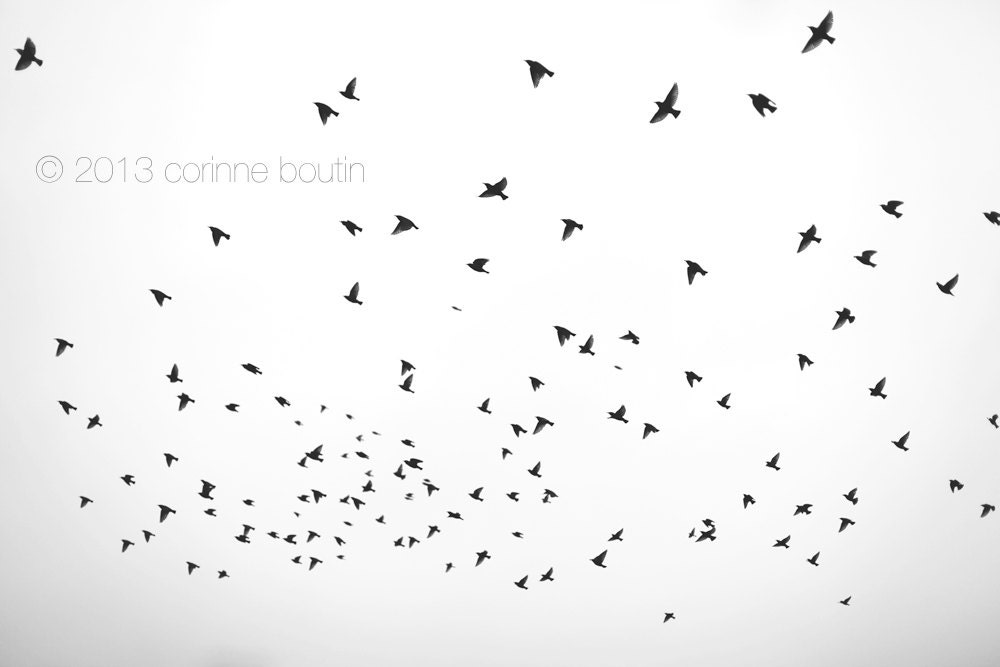 birds flying, winter fine art 5x7 signed print
