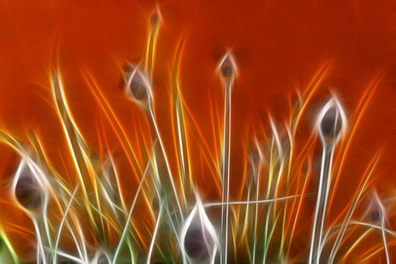 Surreal Chives - 8" x 10" - abstract nature, macro flower photography, fractal art digital painting - wall art - any size available