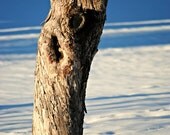 Tree Trunk - Rustic Wall Art - Winter Print - Nature Photography - Home Decor - Snow - Shadows