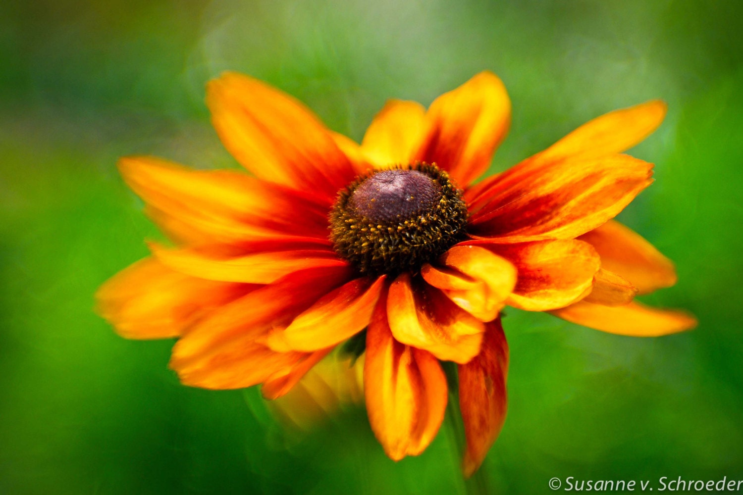 Nature Photography,  Rudbeckia or Black-Eyed-Susan Flower, Matted Print, Yellow Orange Green, Summer Garden, Home Decor, Gift for Her