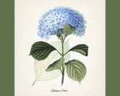 Blue Hydrangea 11x14 - (Hydrangea Otaksa) - Fine art print of a vintage natural history antique botanical illustration