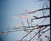 Pink Blossoms, 5x5 blossom tree print (color photograph from film, nature print, vintage style, home decor)
