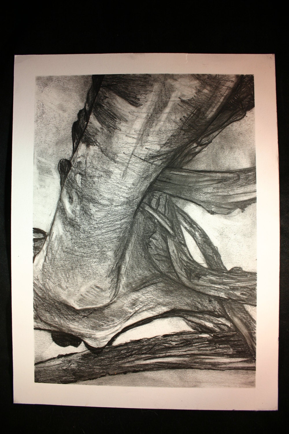 Nature graphite pencil drawing on paper of Burled, twisted abstract trees-Alla prima, Plein air