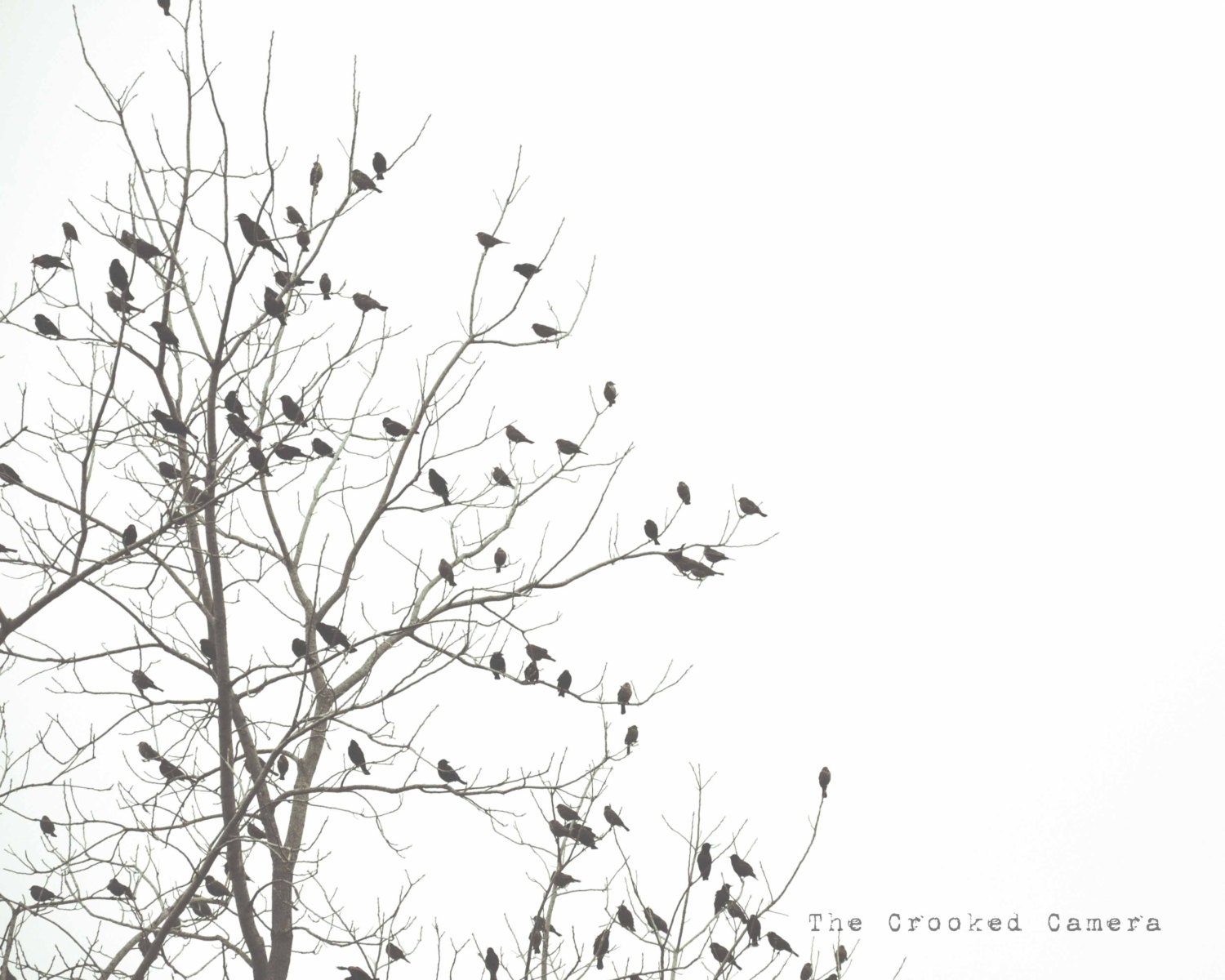 8x10. Birds in a Tree. Nature Photography. Fine Art Photography. Wall Art. Home Decor. Black and White. Simple. Serene.