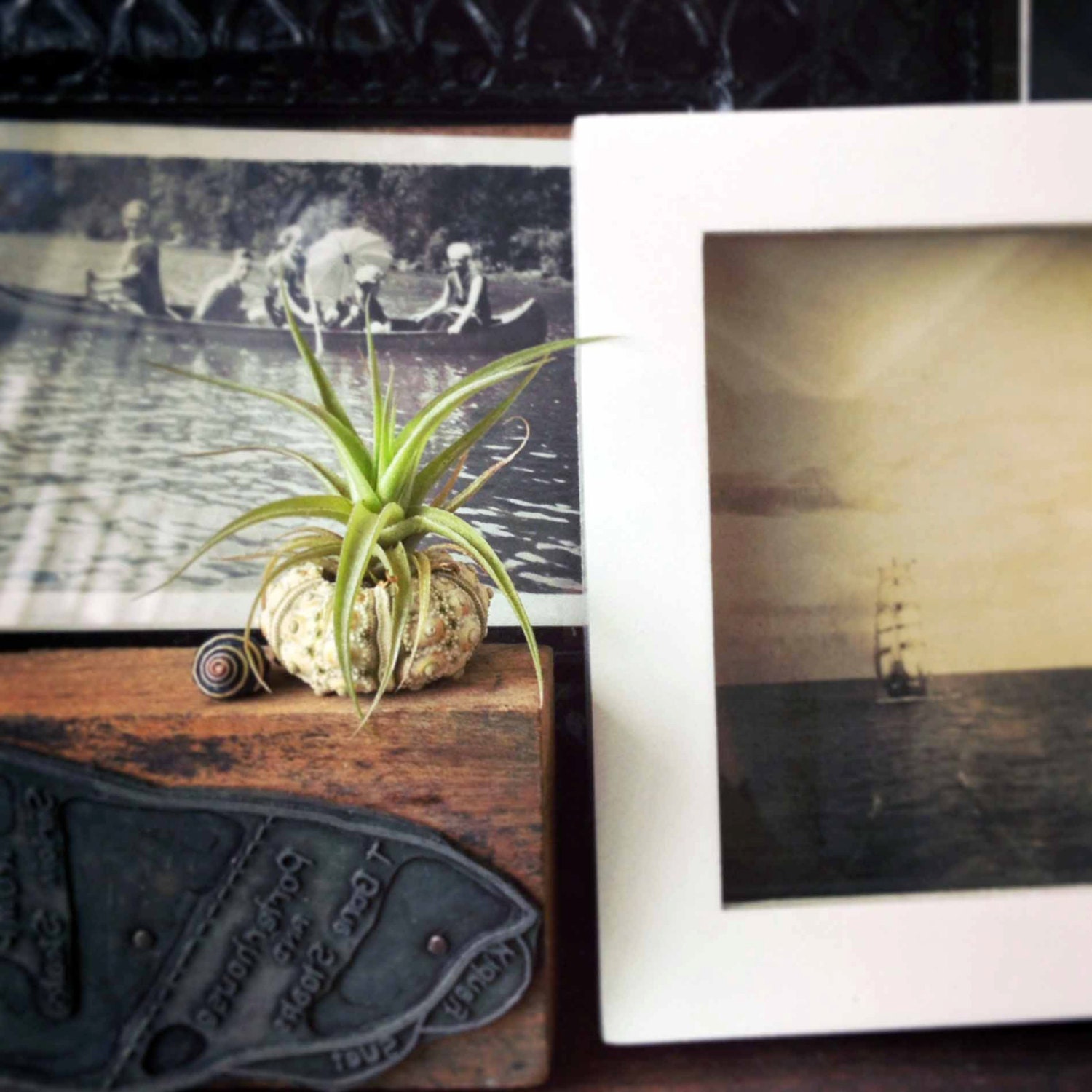 the tiniest garden // air plant // sea urchin // tillandsia // by robincharlotte