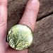 in the trees: repurposed vintage postcard tree illustration adjustable antiqued brass filigree ring