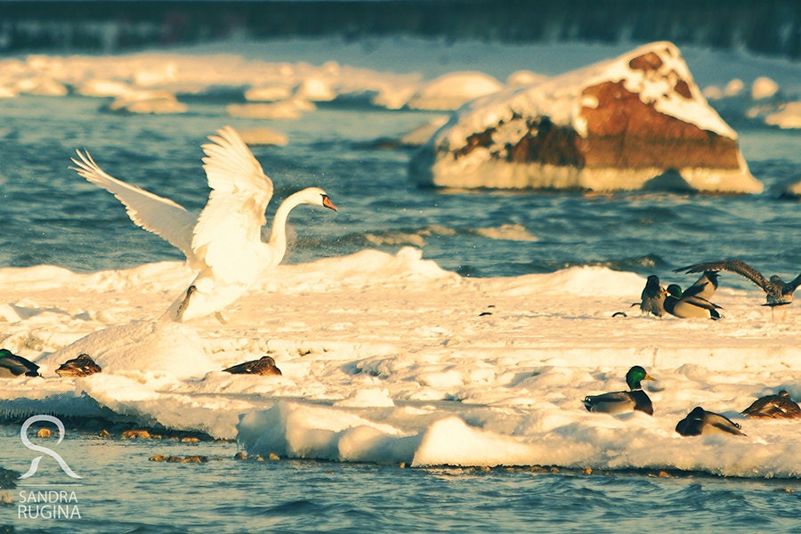 Elegant swan landing on frozen sea shore in Tallinn, Estonia, flying white bird, folded card, A6 size