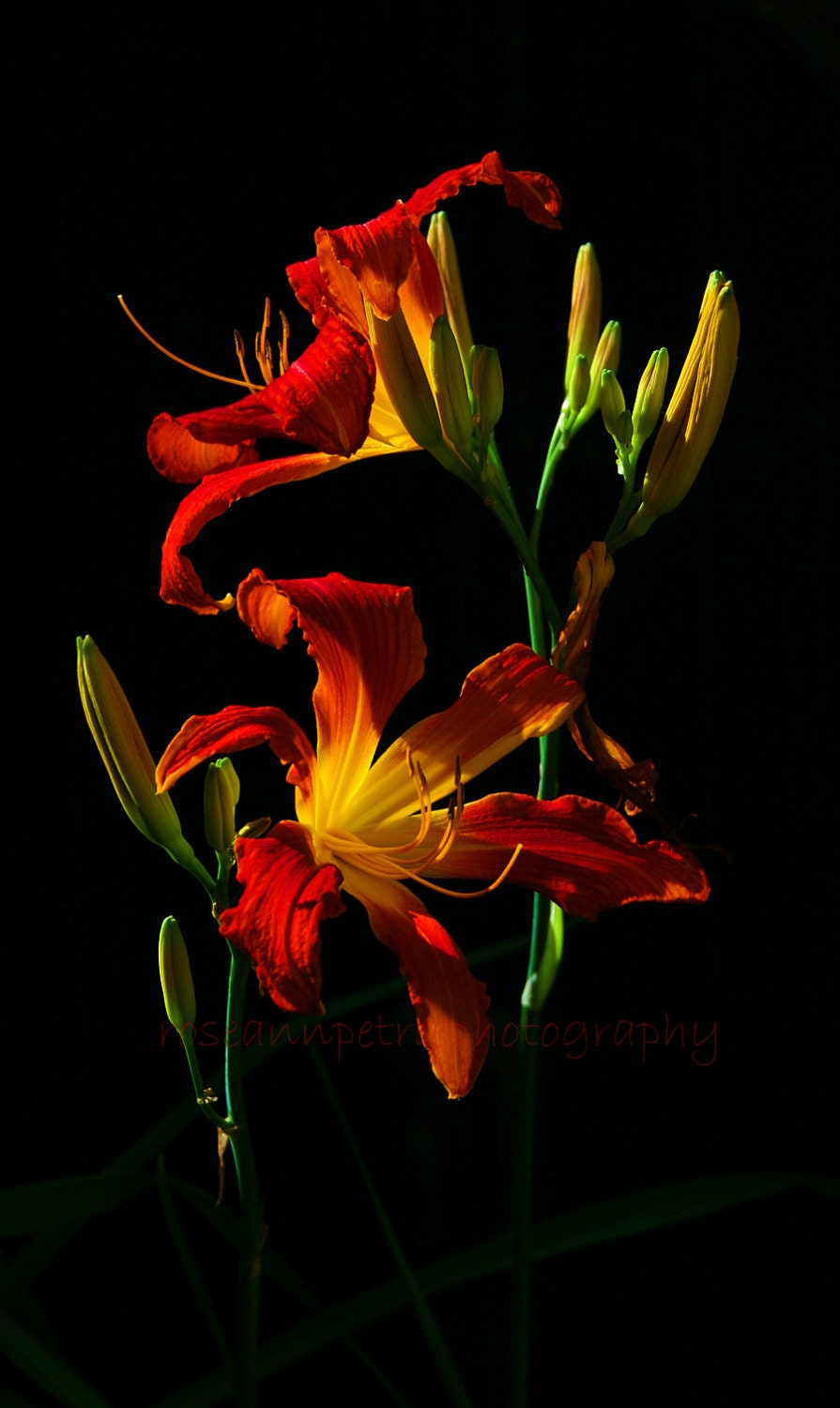 Daylily..11x14"..fine art photography, springtime nature inspired, home decor print..Mother's Day