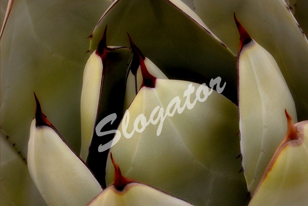 Agave Print 20x30 Giclee Print