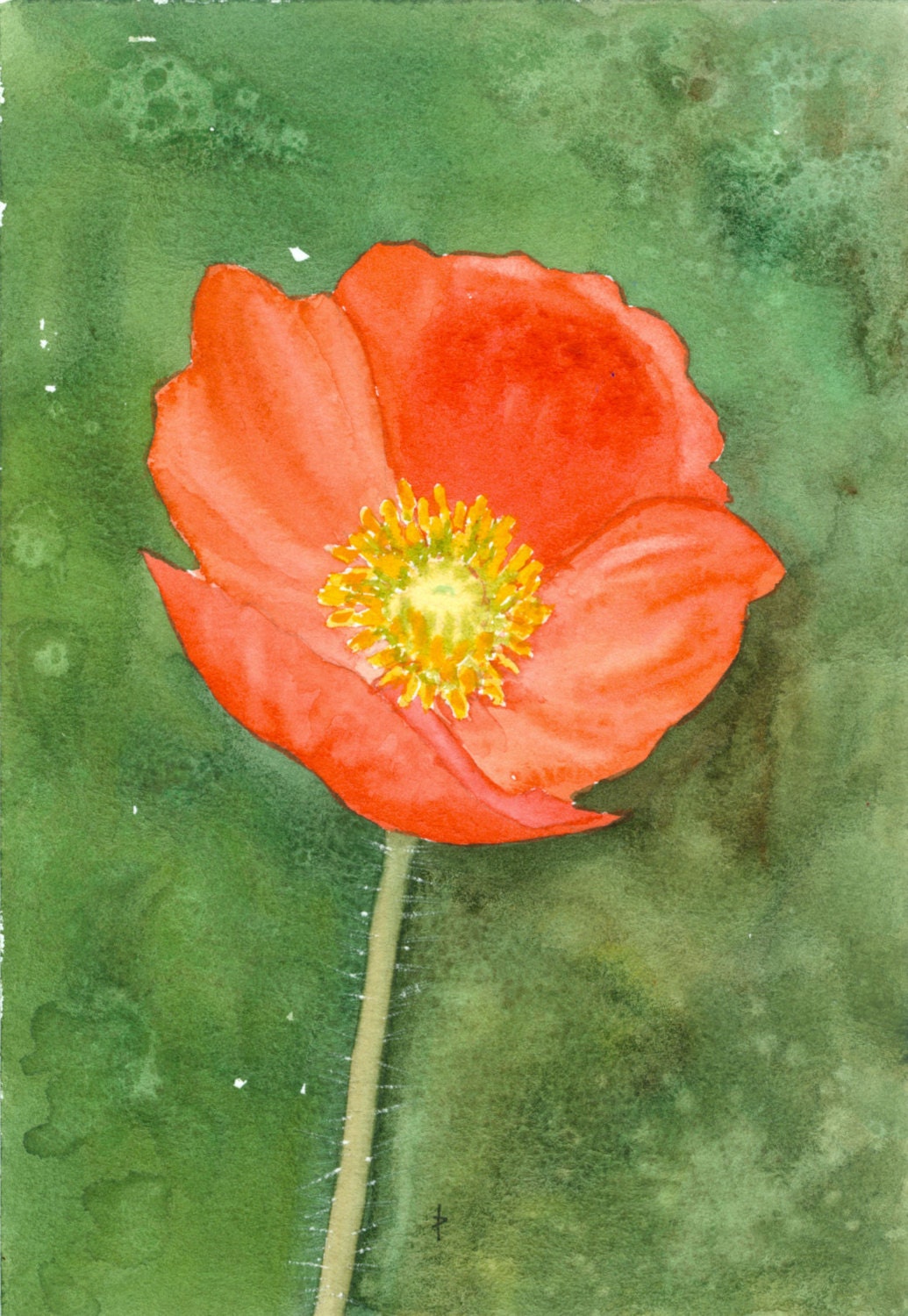 floral SFA watercolor Poppy original