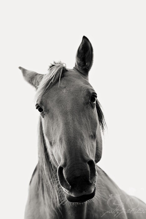 Black and White Photography, Pretty Horse Portrait, Animal, Pet, Equestrian Photograph, Majestic, Horse Lovers, Home Decor, Farm, 8x12 Photo