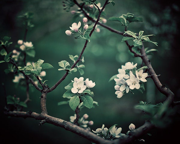 Emerald Green Botanical Print, Flower Photography, Spring Garden, Orchard, White Blossoms, Tree, Nature, Mother's Day - The Midnight Garden