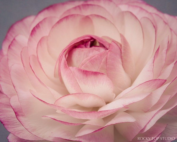 Pink Flower Photography Print, Flower Photo, Ranunculus, Floral Art for Girls Room, Girls Wall Decor, Wall Art, Fine Art Flower Photography