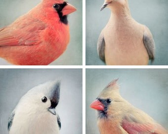 8x8 Bird Portraits Photo Set, Cute Animal Art Print Set, Bird Photography Prints, Animal Wall Art, Fine Art Photographs, Wall Decor