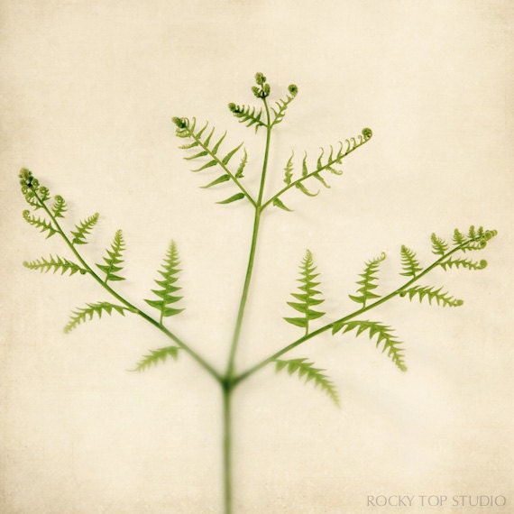 5x5 Fern Photo Print Set, Nature Photos, Botanical Art, Nature Decor, Woodland Photos, Fine Art Photography Prints, Fern Art Prints