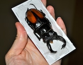 OVERSTOCK: Giant Stag Beetles, Hexarthrius parryi males
