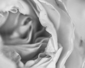 Soft Petals, 8x10 matted black and white photo