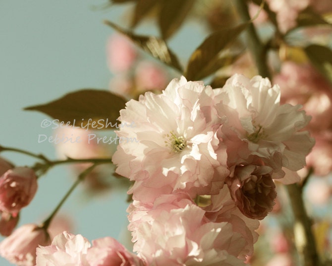 Flower Photo, Flower Photography, Nature photography, Cherry Blossom Photo, Cherry Blossom Photography, Nature Photo