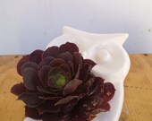 Little Owl Planter