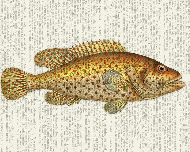 fish VII - vintage artwork - beautiful sea creatures - printed on old page