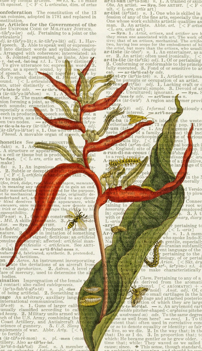 1600's botanical artwork XI - printed on page from old dictionary
