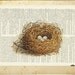 bird nest - vintage artwork with three eggs - printed on page from old dictionary