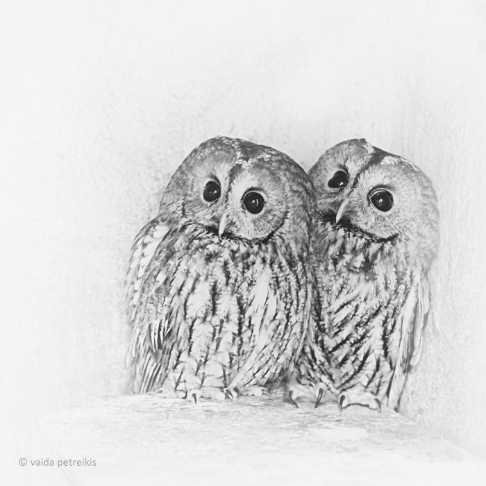 Togetherness - retro style 6x6 fine art photography print - a signed photo of two birds - owls