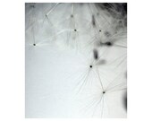 Spring Ballet 2 - Fine art photography print - Floral art - Dandelion - Spring - 7x8