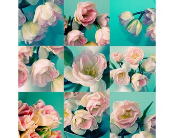 9 Pink Tulip Photographs,  5 "  Square Print Set , Still Life Photos, Floral Art Prints, Flower Wall Decor, Turquoise