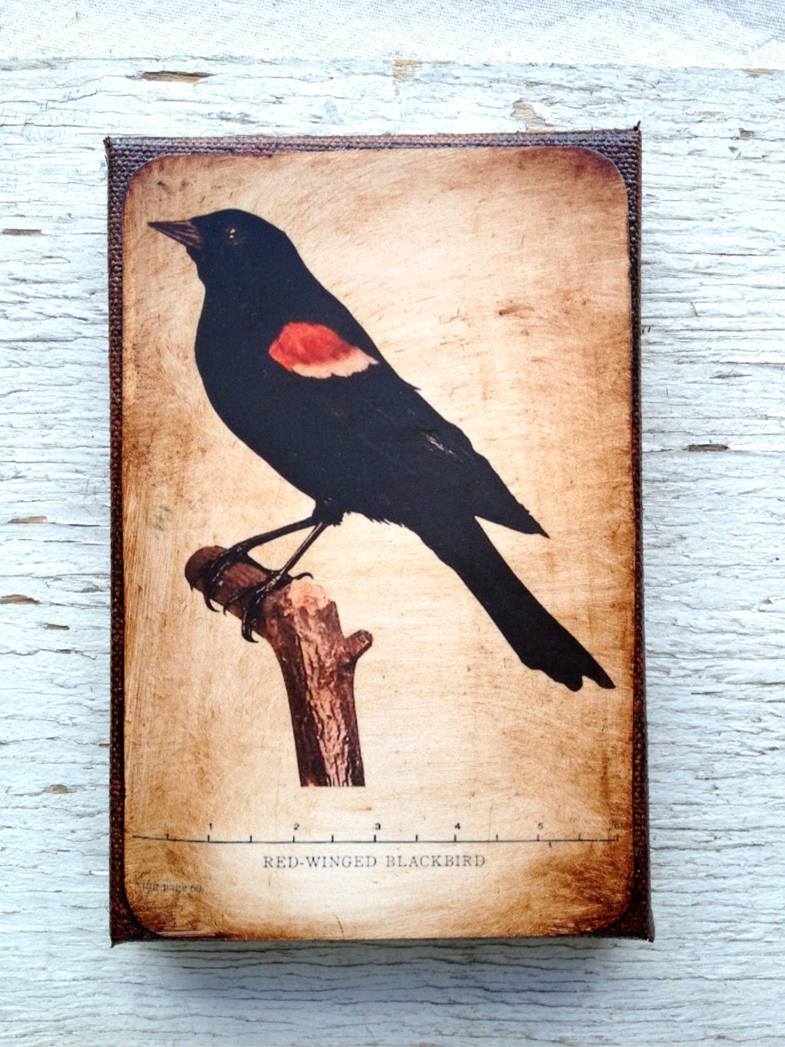Vintage Red Wing Blackbird  Specimen 1904 -  Small Wall Art