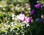 Into the Woods II -  5x7 original film art photograph of purple flowers with bokeh background