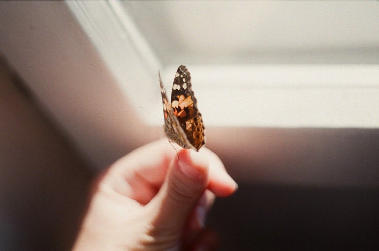 Butterfly -  5x7 original film art photograph