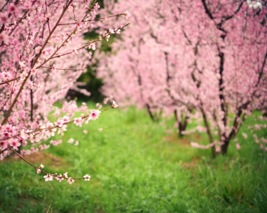 Landscape photography, spring orchard, pink flowers, pink and green, tree photography, dreamy landscape, nursery room decor 8x10 - Wonder