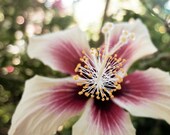 Flower photography - Hibiscus flower mauve rose pink forest green bokeh lights sparkle summer photograph evening garden 8x10