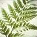 Fern Photograph - Botanical Art Print, Woodland, White Wall Art, Green Plant, Botanical Photograph, simple, minimalist 8x10 - Fern