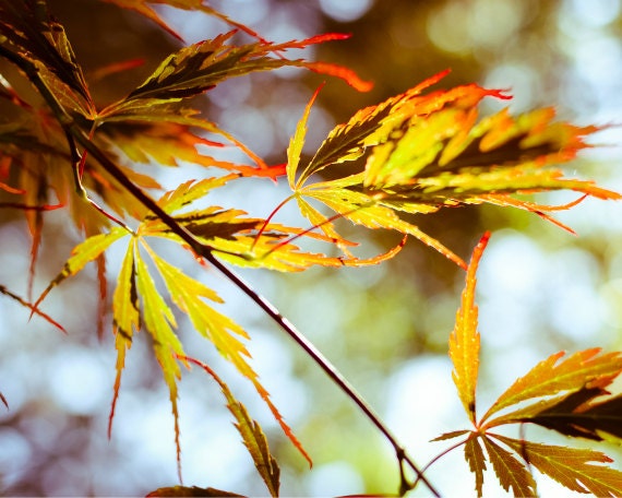 Nature Photography - red orange mustard yellow - Japanese maple leaves photograph - fire flame warm tones photograph 8x10 - Ignite