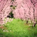Landscape photography, spring orchard, pink flowers, pink and green, tree photography, dreamy landscape, nursery room decor 8x10 - Wonder
