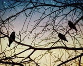 birds in tree branches stars blue pink yellow evening sky  print 8x10 Twilight Birds