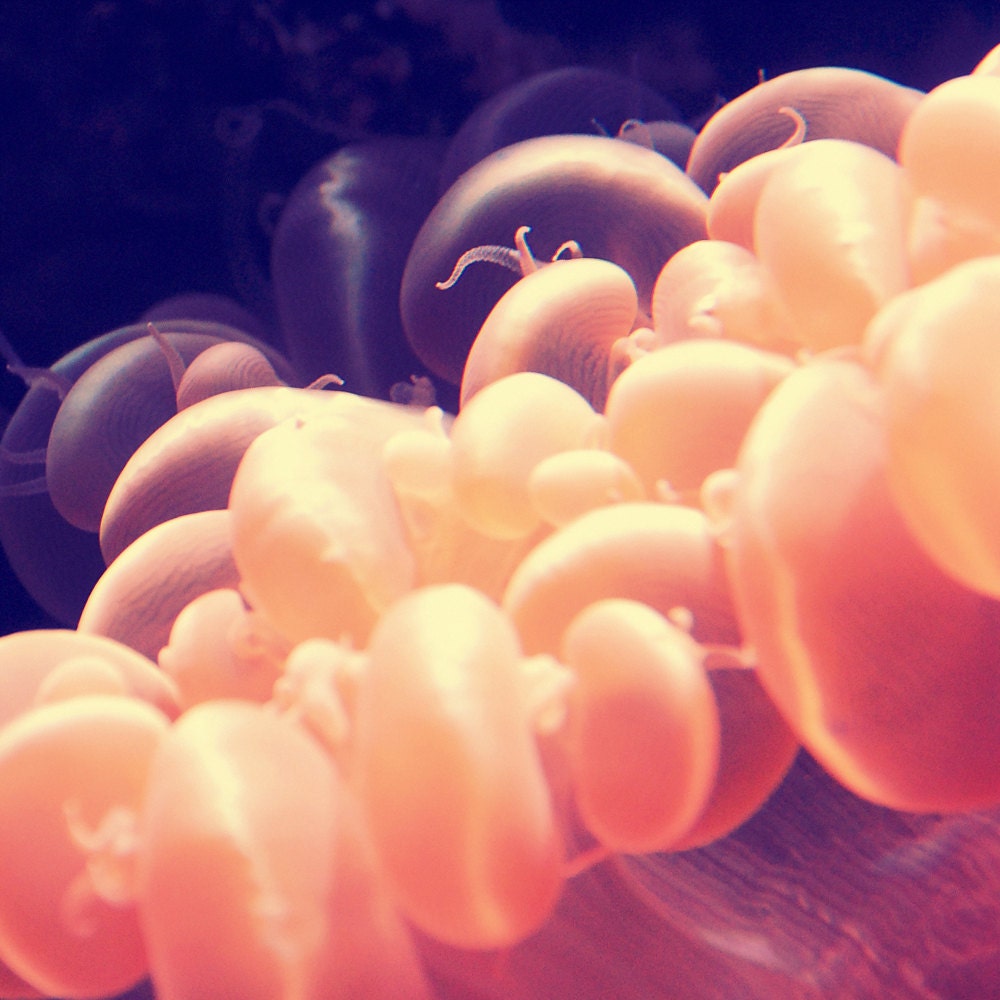 Bubble Coral Photograph peach pink underwater nautical sealife 8x8 square photo wall art decor beach