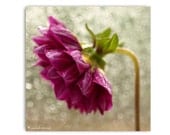 Weeping Dahlia Flower 8X8Photograph...Dahlia Spring Purple Flowers Affordable Art Decor Photography Fine Art