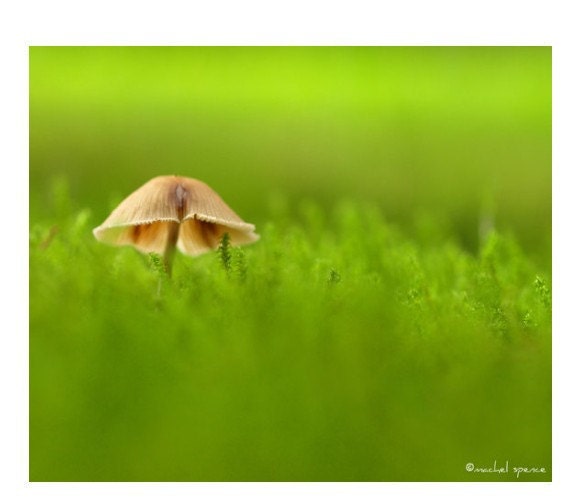 Mushroom Photograph 11X14 Mushroom Print...Affordable Home Photography Prints Nature Photography Decor Nature Lover Woodland Scene