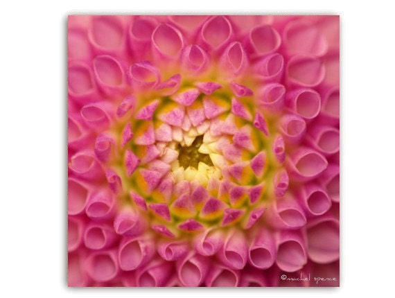 Pink Chrysanthemum Print 10X10 ...Affordable Home Photography Prints Nature Photography Nature Lover Woodland Scene Flower Botany Print