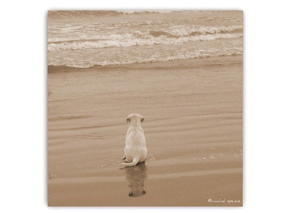Contemplating the Sea 10X10 Puppy Print