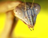 Close-Up Macro Praying Mantis PRINT 269 Reproduction from Photograph
