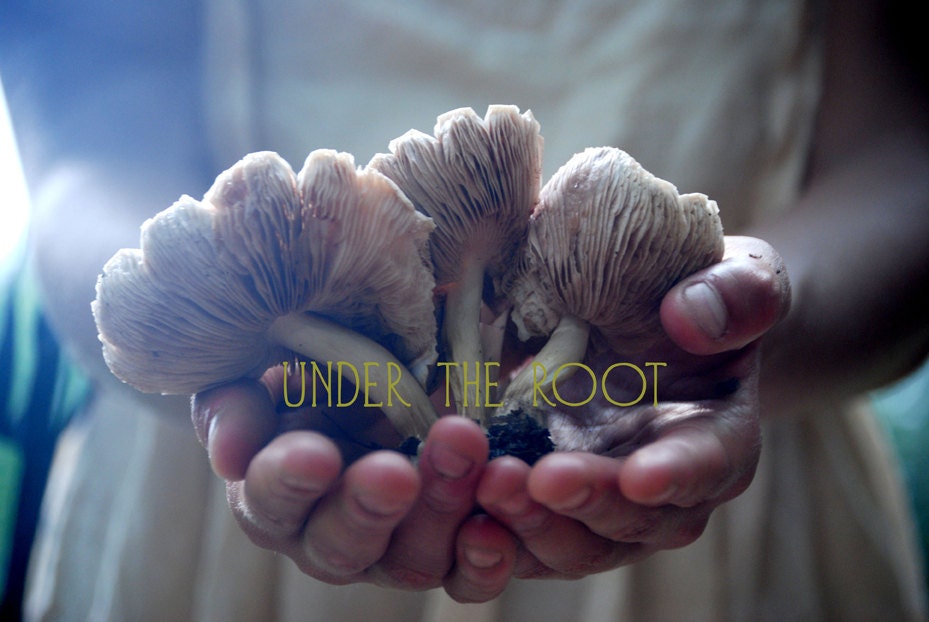 Under The Root One Hundred Dollar Gift Certificate
